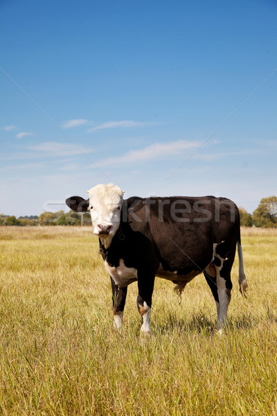 Cow Stock photo © bloodua