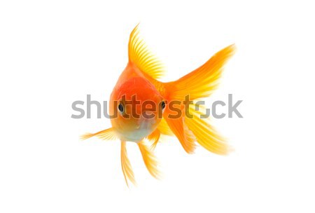 Сток-фото: Goldfish · золото · рыбы · изолированный · белый · природы