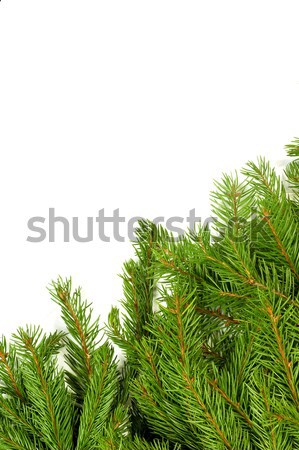 Christmas struktura zielone odizolowany biały drzewo Zdjęcia stock © bloodua