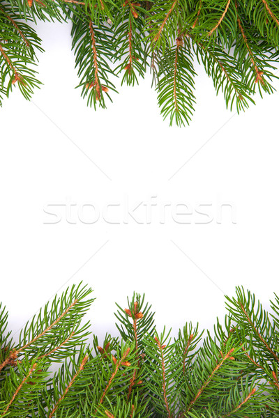 Christmas green  framework Stock photo © bloodua