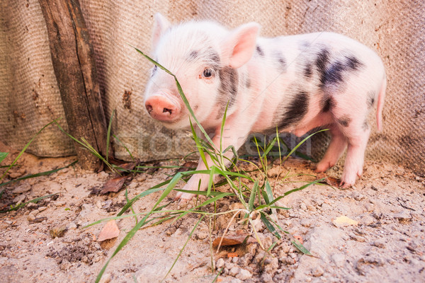 可愛 渾 小豬 運行 周圍 商業照片 © bloodua