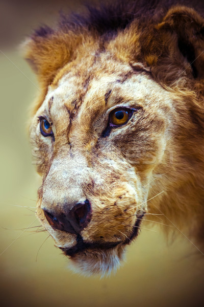 Stuffed lion in a museum Stock photo © bloodua