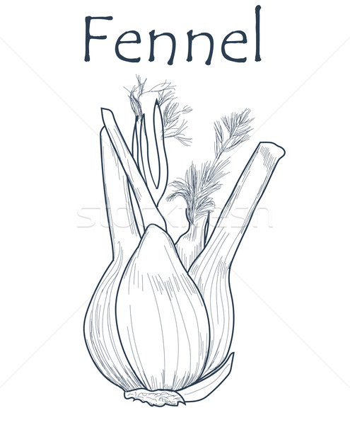 Fennel. hand drawn graphic illustration. | CanStock