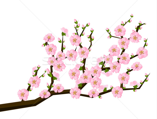 Style peinture cerisiers en fleurs printemps fleurs [[stock_photo]] © blotty