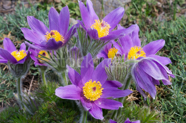 Pasqueflowers Stock photo © blumer1979