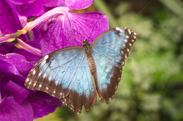 Stock photo: Blue butterfly