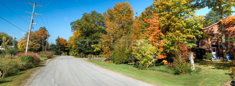 Autumn trees along a road Stock photo © bmonteny