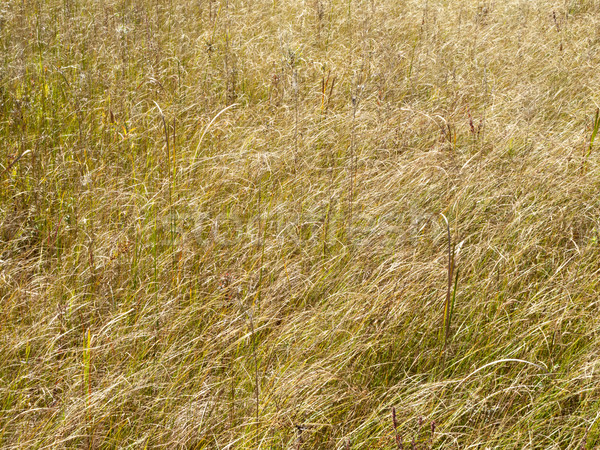 Marsh grass Stock photo © bmonteny