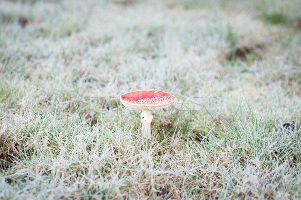 Mushroom in a lawn Stock photo © bmonteny