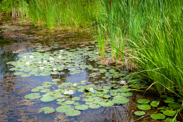 White lotus flowers in a pond, Tobermory, Ontario, Canada Stock photo © bmonteny