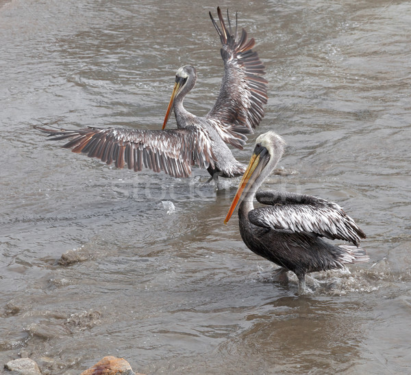 Pelicans on the beach, Peru Stock photo © bmonteny