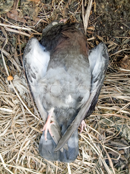 Vedere mort porumbel iarbă moarte Imagine de stoc © bmonteny