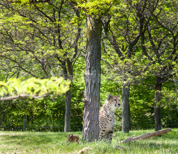 Stockfoto: Cheetah · bos · vergadering · fotografie · buitenshuis · horizontaal