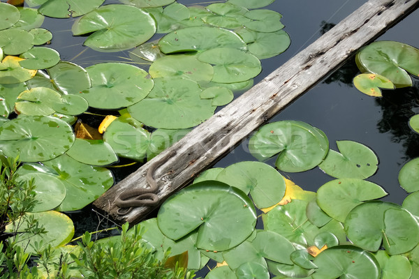 Snake on a plank in a pond Stock photo © bmonteny
