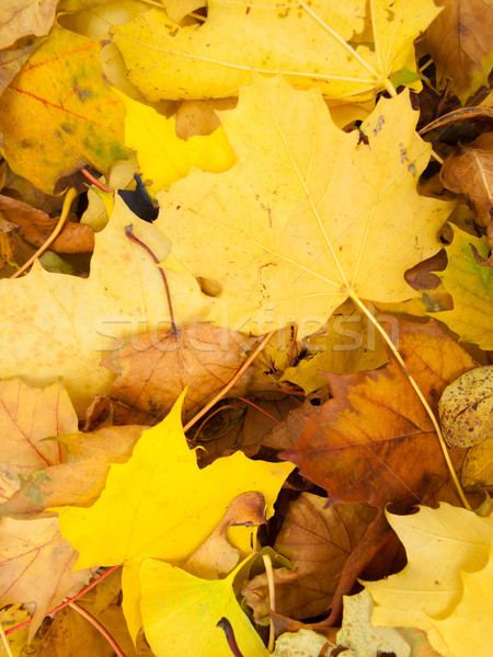 Primo piano asciugare acero foglie ontario Canada Foto d'archivio © bmonteny