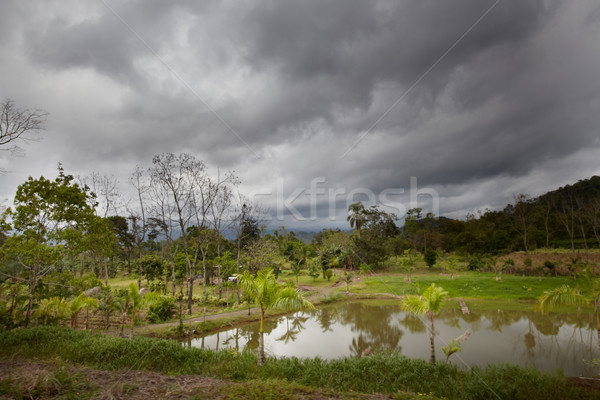 Alberi foresta Costarica albero natura panorama Foto d'archivio © bmonteny