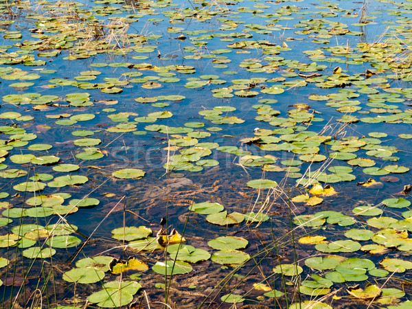 Water lily plants floating on water Stock photo © bmonteny