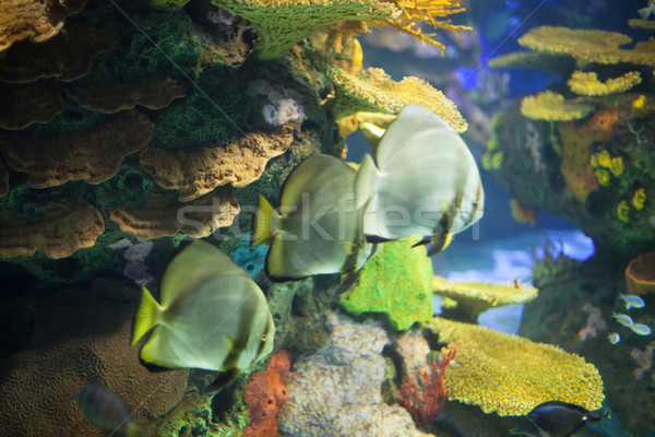 Peşte acvariu piatră înot animal fundaluri Imagine de stoc © bmonteny