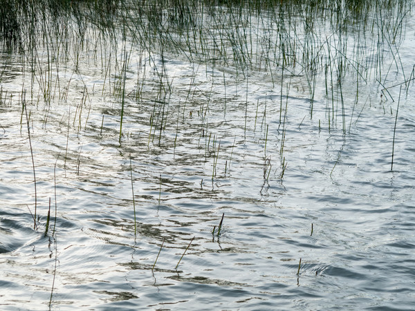 Staw trawy charakter fotografii zdalnego odkryty Zdjęcia stock © bmonteny