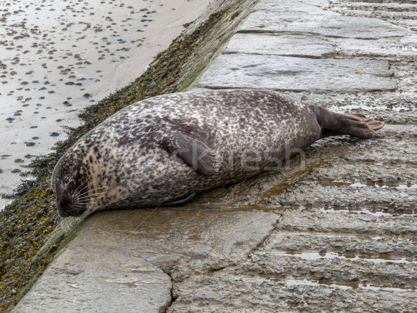 Sea lion at lakeside Stock photo © bmonteny