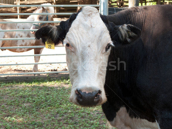 Primo piano mucca fienile nero animale agricoltura Foto d'archivio © bmonteny