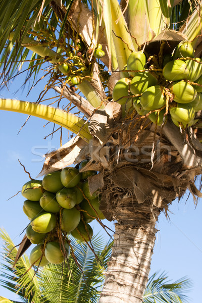 Stockfoto: Kokosnoten · boom · groene · groeiend