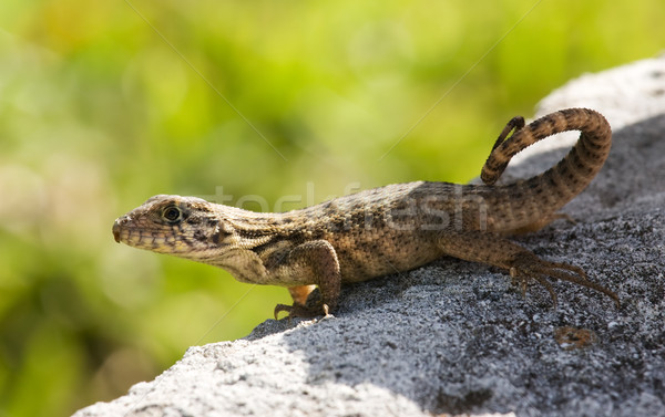 lizard in sun Stock photo © bobhackett
