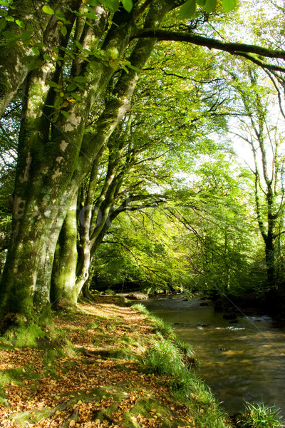 Herbst Fluss Bäume Seite Blätter fallen Stock foto © bobhackett