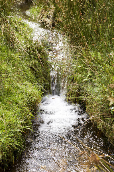 Faible écouter courir herbeux domaine été [[stock_photo]] © bobhackett