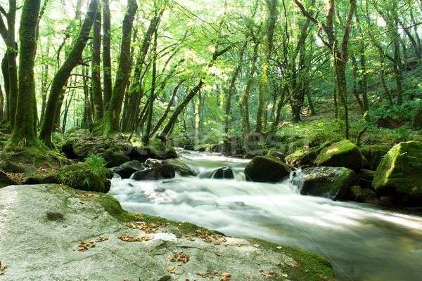 Landschaft Sonnenlicht Baum grünen Wasserfall Fluss Stock foto © bobhackett