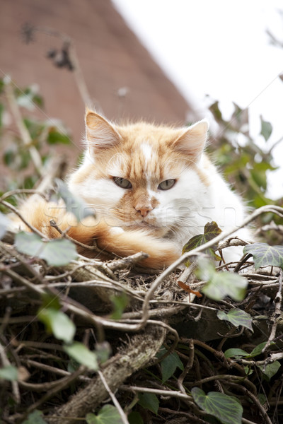tree cat Stock photo © bobhackett