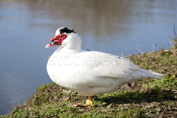Muscovy duck Stock photo © bobhackett