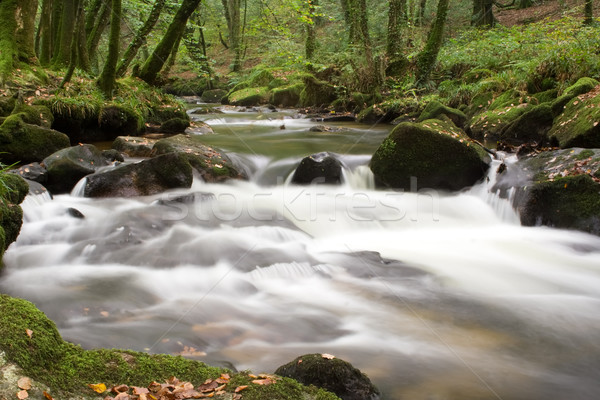 Rivière cascade roches forêt vert [[stock_photo]] © bobhackett