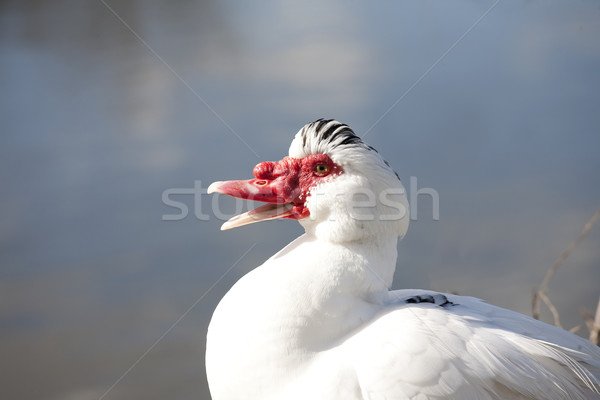 red face duck Stock photo © bobhackett