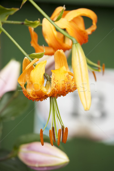 Blume hellen orange grünen Natur Stock foto © bobhackett