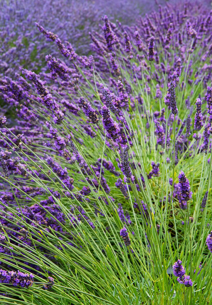Lavender Field Vertical Near Stock photo © bobkeenan