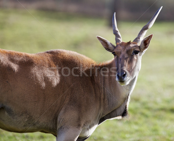 Antelope head turned Stock photo © bobkeenan