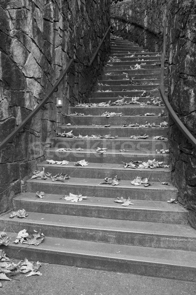 Black and White Stairway up Stock photo © bobkeenan
