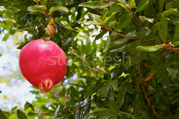 Granada árbol rojo hojas verdes cielo frutas Foto stock © bobkeenan