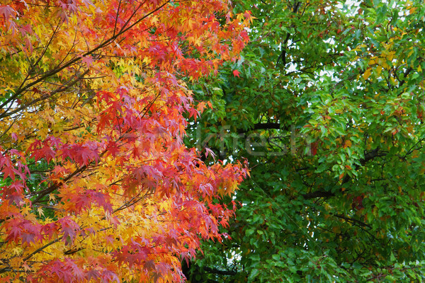 Fall leaves againast green leaves Stock photo © bobkeenan