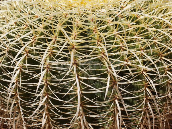 Cactus primo piano matrice sharp ago come Foto d'archivio © bobkeenan