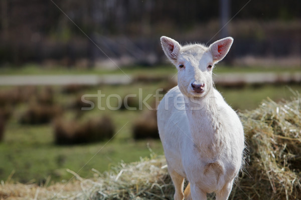 Young white fallow deer Stock photo © bobkeenan