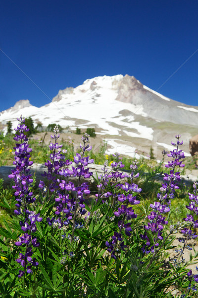 Montana violeta flores establecer suave enfoque Foto stock © bobkeenan