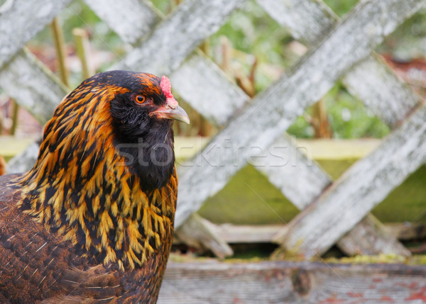 Black and gold hen fence Stock photo © bobkeenan