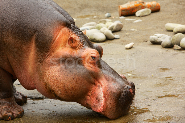 vedere hipopotam)
