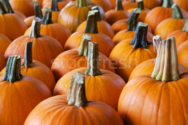 Rows of pumpkins perspective Stock photo © bobkeenan