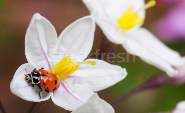 Lady bug Potato vine flower Stock photo © bobkeenan