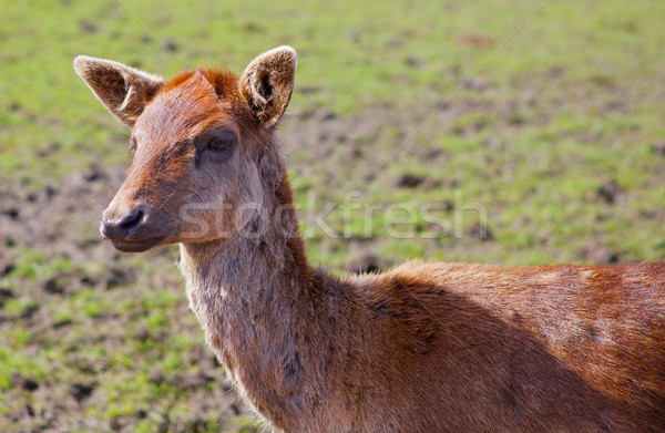 Young Red brown fallow deer Stock photo © bobkeenan