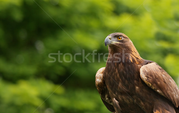 Brun falcon or soft arbre vert oiseau Photo stock © bobkeenan