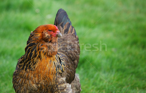 Marrón gallina hierba verde dorado rojo Foto stock © bobkeenan